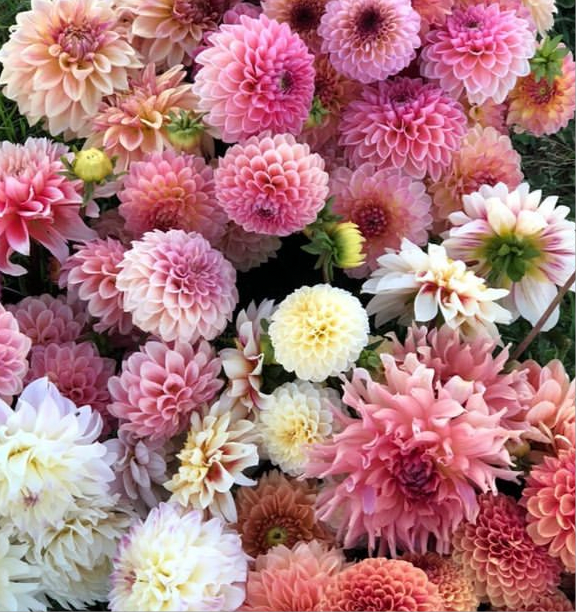 Bucket of Dahlias